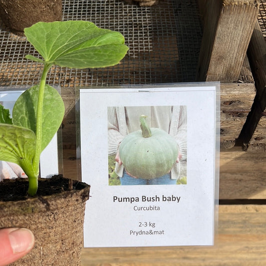 Pumpa Bush baby