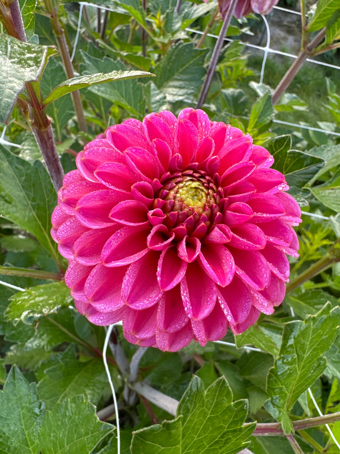 Dahlia Bazuin Pink