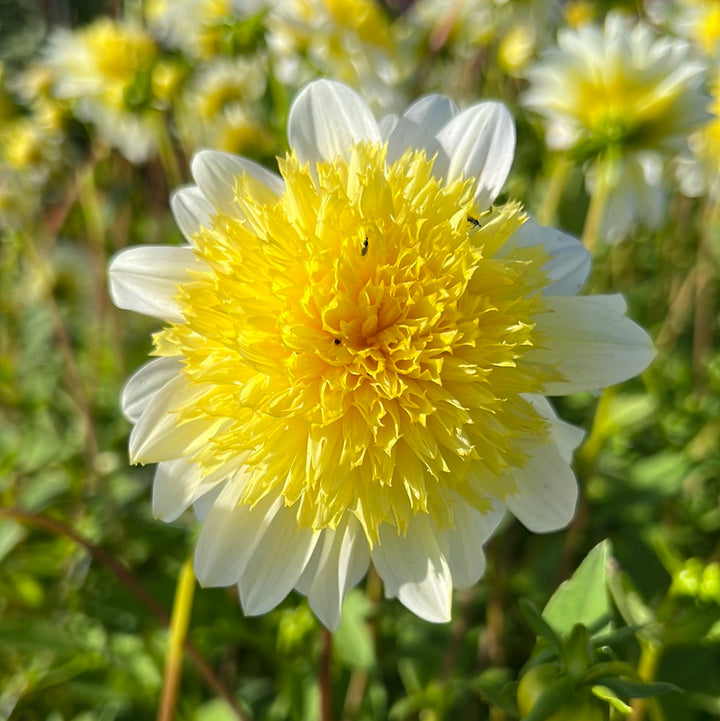 Dahlia Freyas Paso Doble