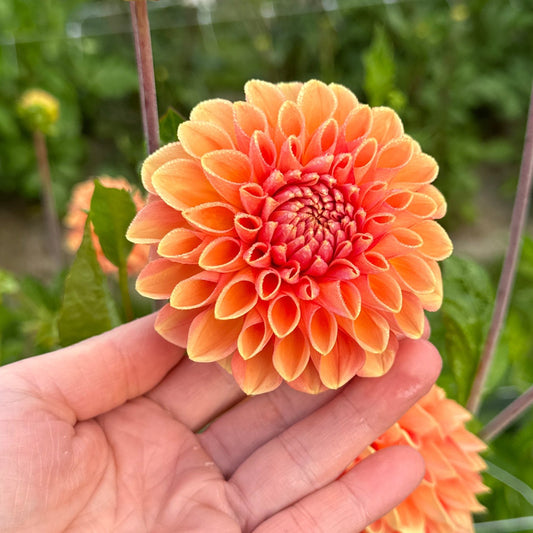 Dahlia Apricona Nyhet!