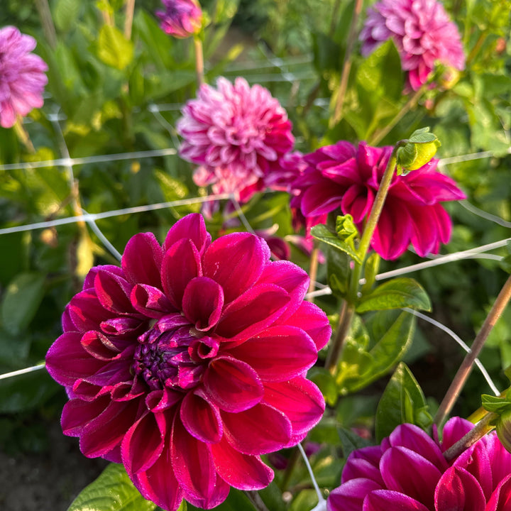 Dahlia Ida Mae