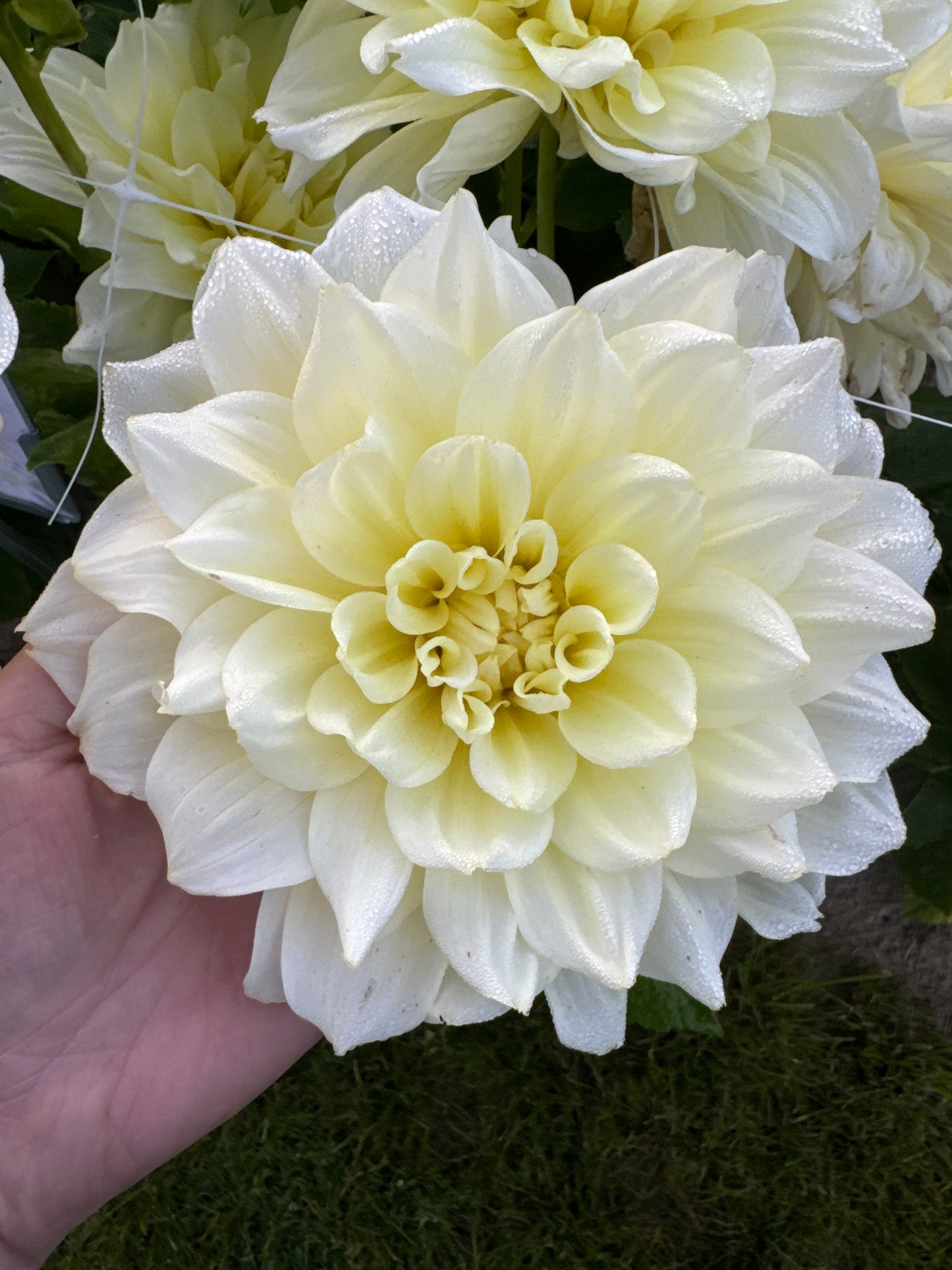 Dahlia Ice Breaker Nyhet!