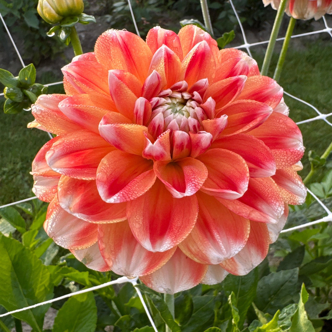 Dahlia Hapet Harmony