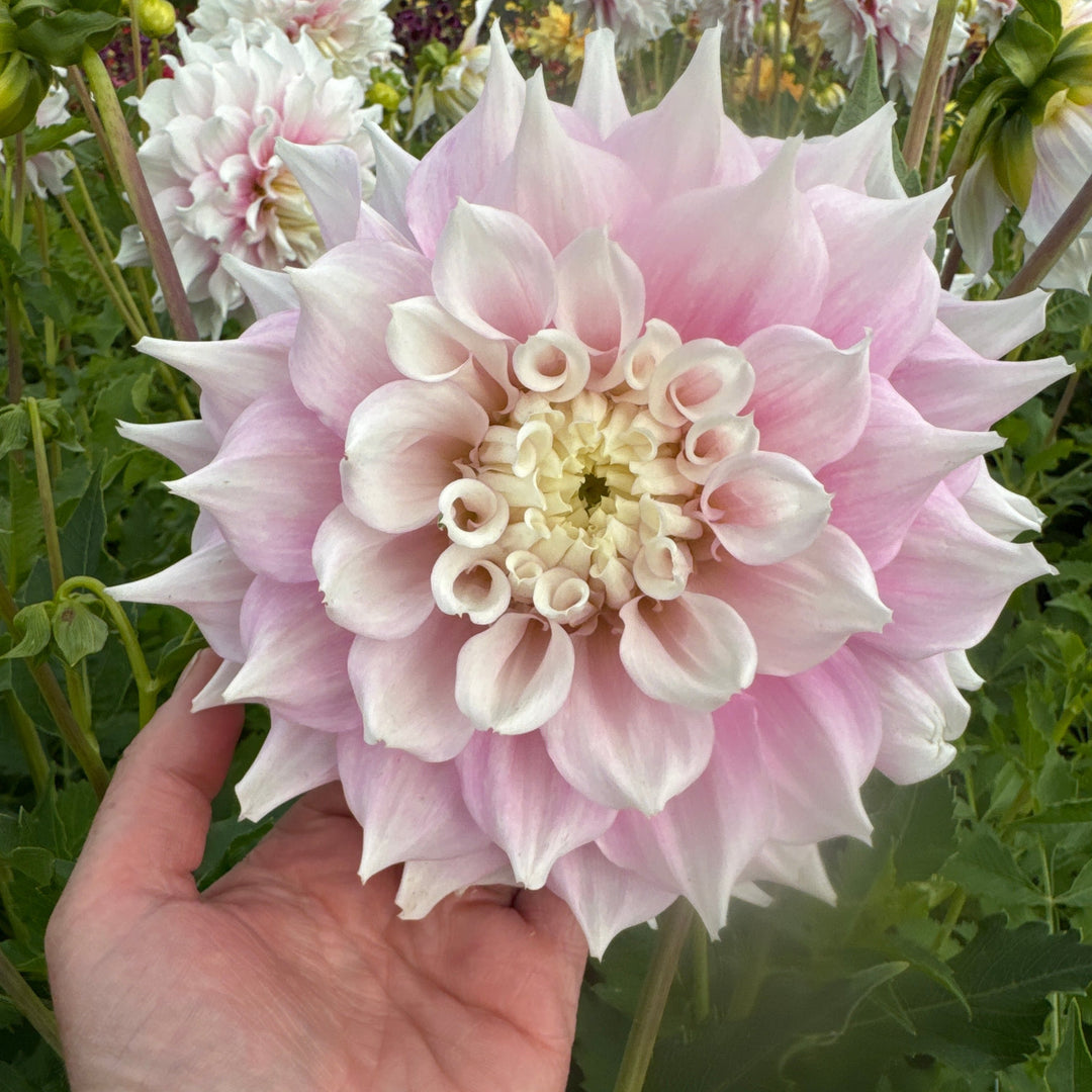Dahlia Gitt&