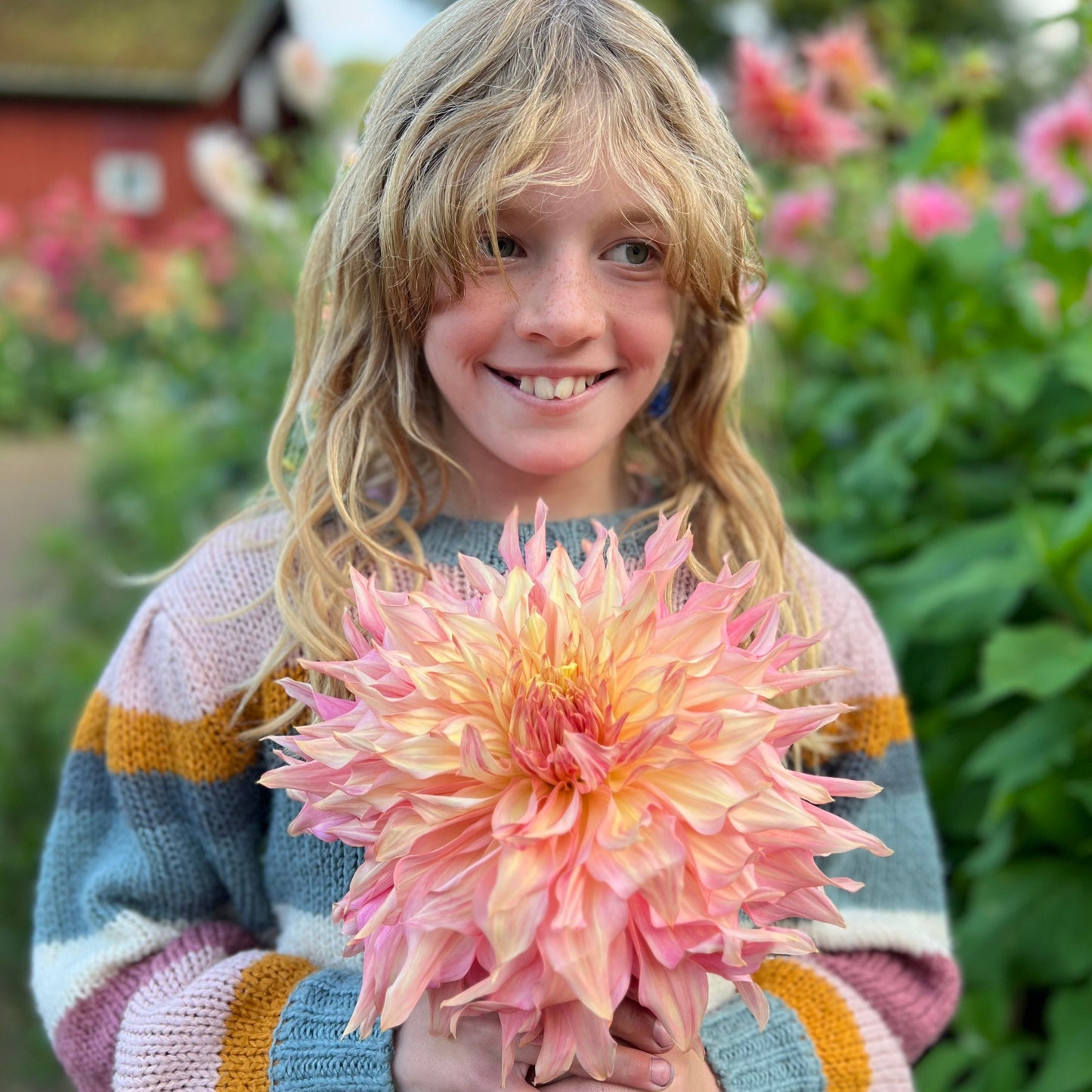 Dahlia Axplock av linnfavvisar 10st