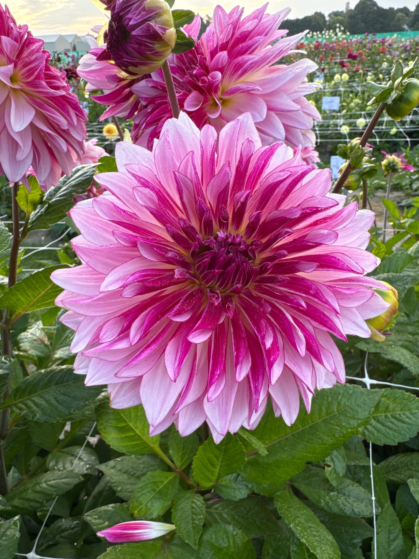 Dahlia Violet Dance