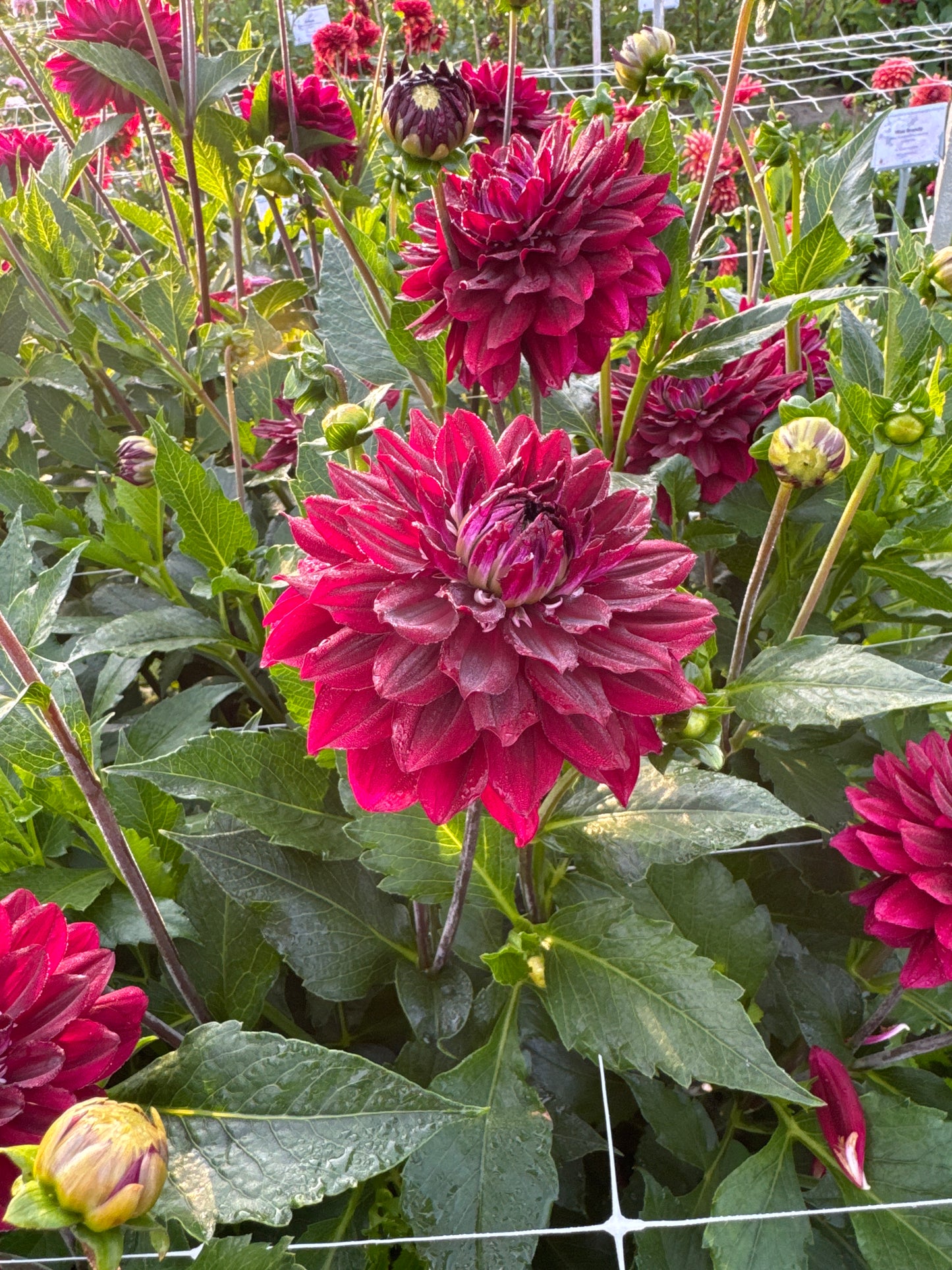 Dahlia King Arthur