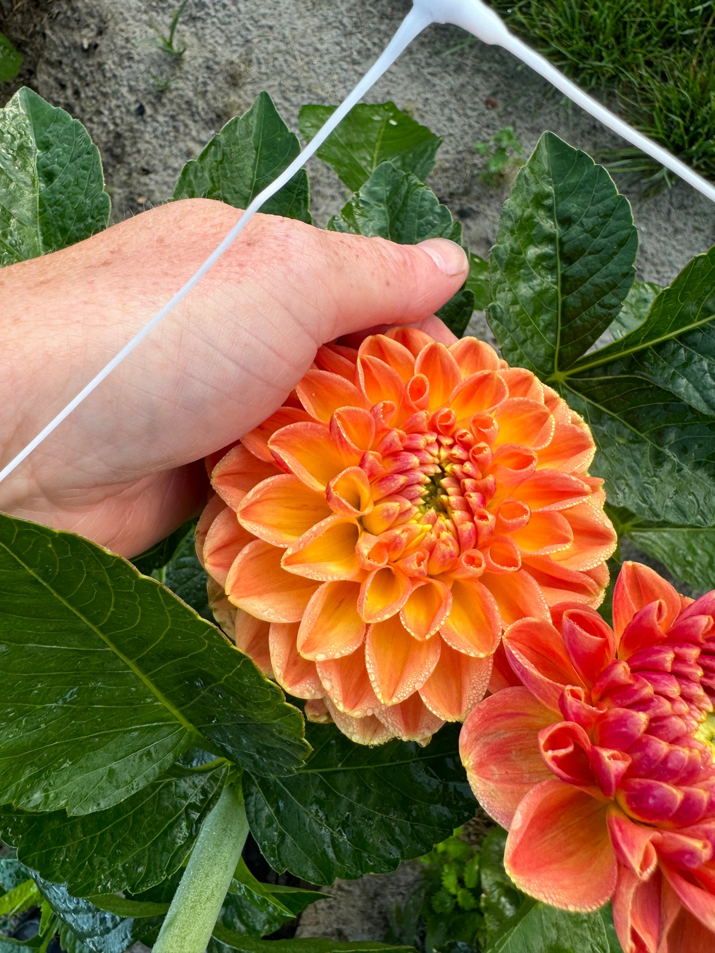 Dahlia Orange Cassini