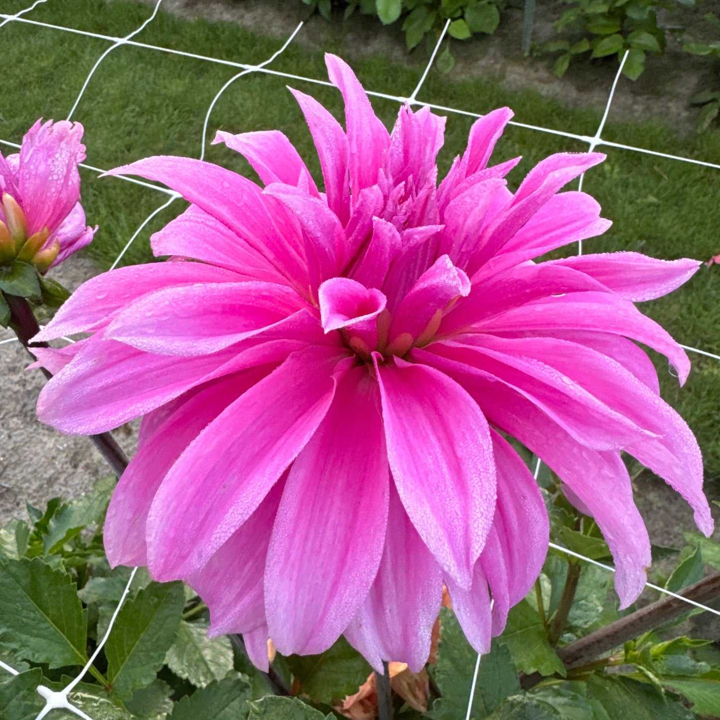 Dahlia Babylon Lilac Nyhet!