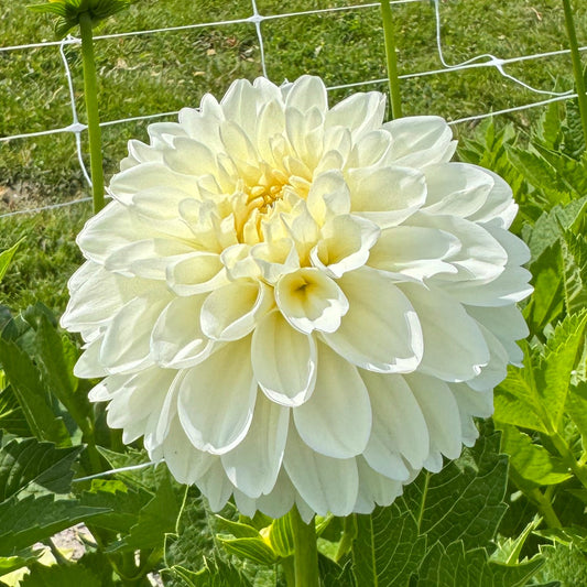 Dahlia Cream Corner Nyhet!