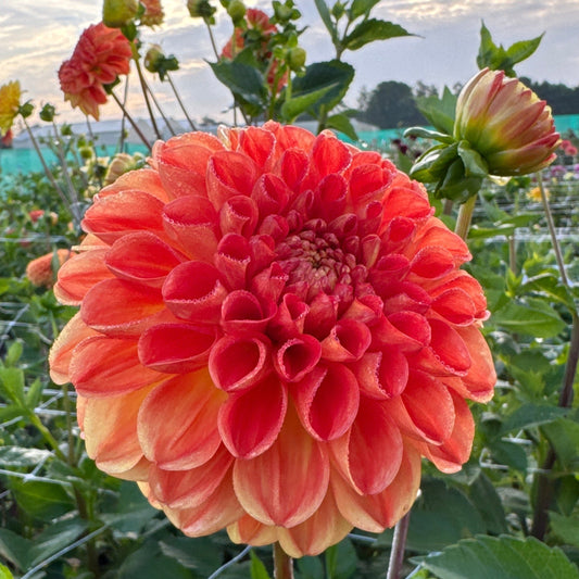 Dahlia Symphony Nyhet!