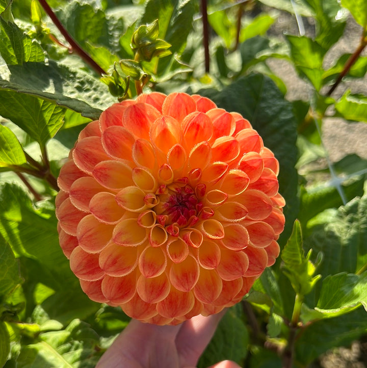 Dahlia Jowey Chantal UTGÅR!