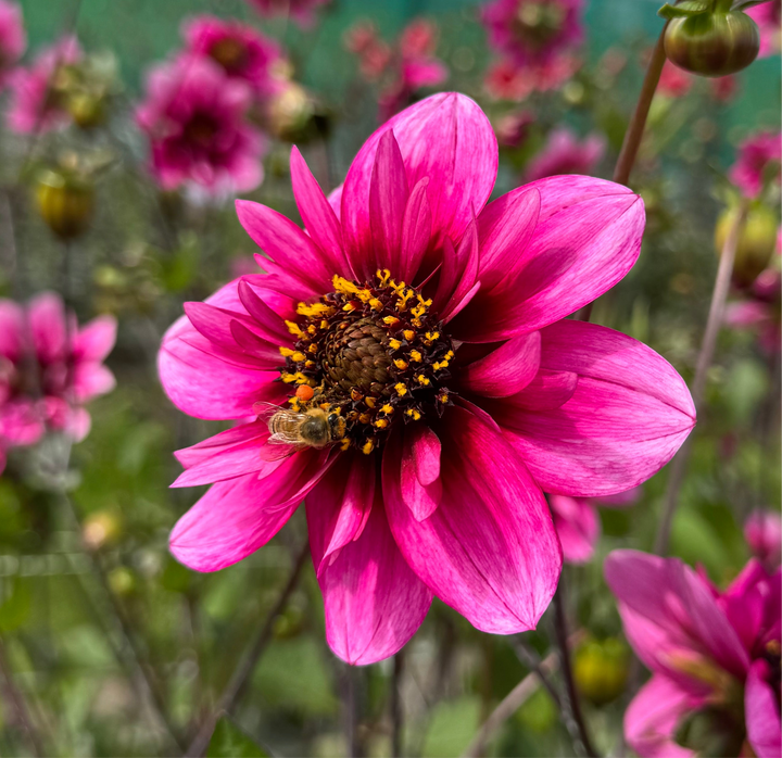 Dahlia Skyfall