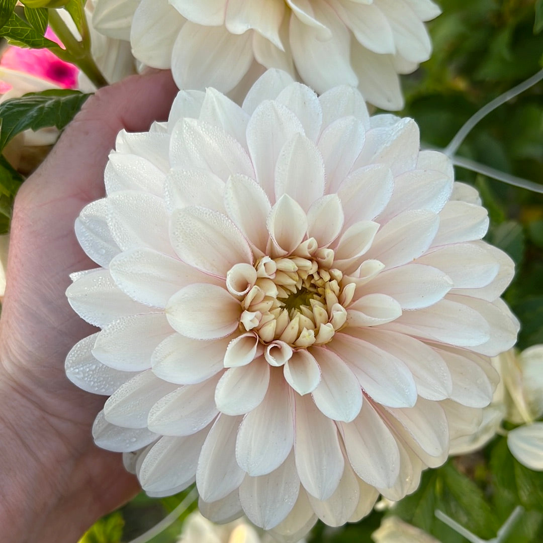 Dahlia Christo Nyhet!