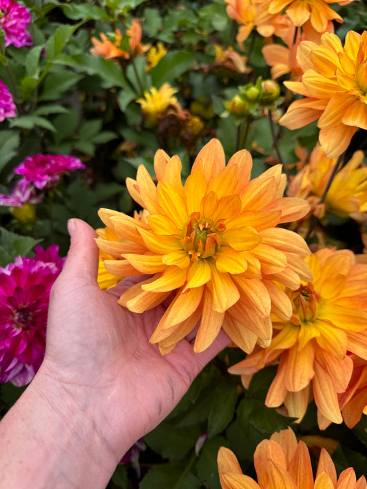 Dahlia Honey Pots  LB-140