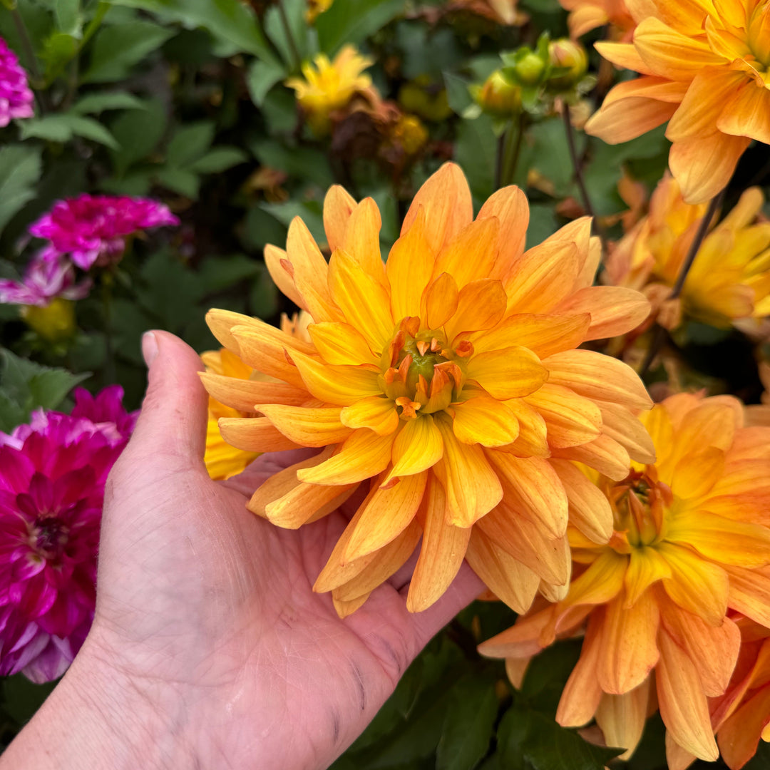 Dahlia Honey Pots Nyhet!
