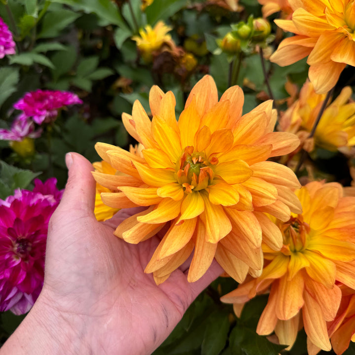 Dahlia Honey Pots Nyhet!