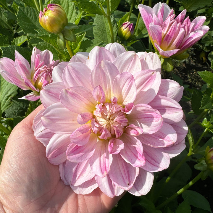 Dahlia Linns Lullaby