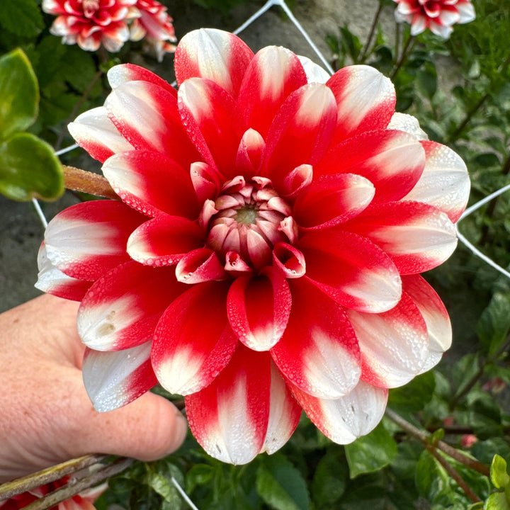 Dahlia Nagano