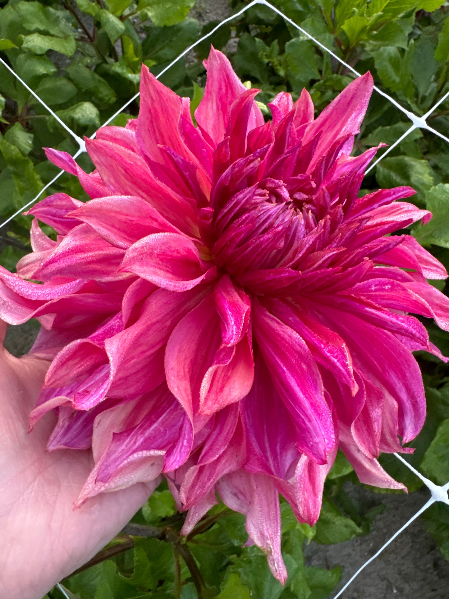 Dahlia Penhill Dark Monark