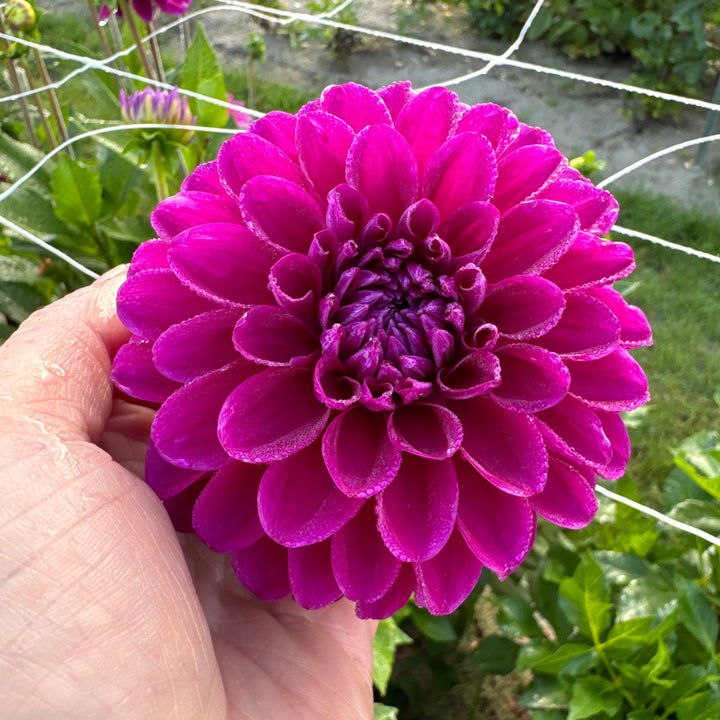 Dahlia Randy Crawford
