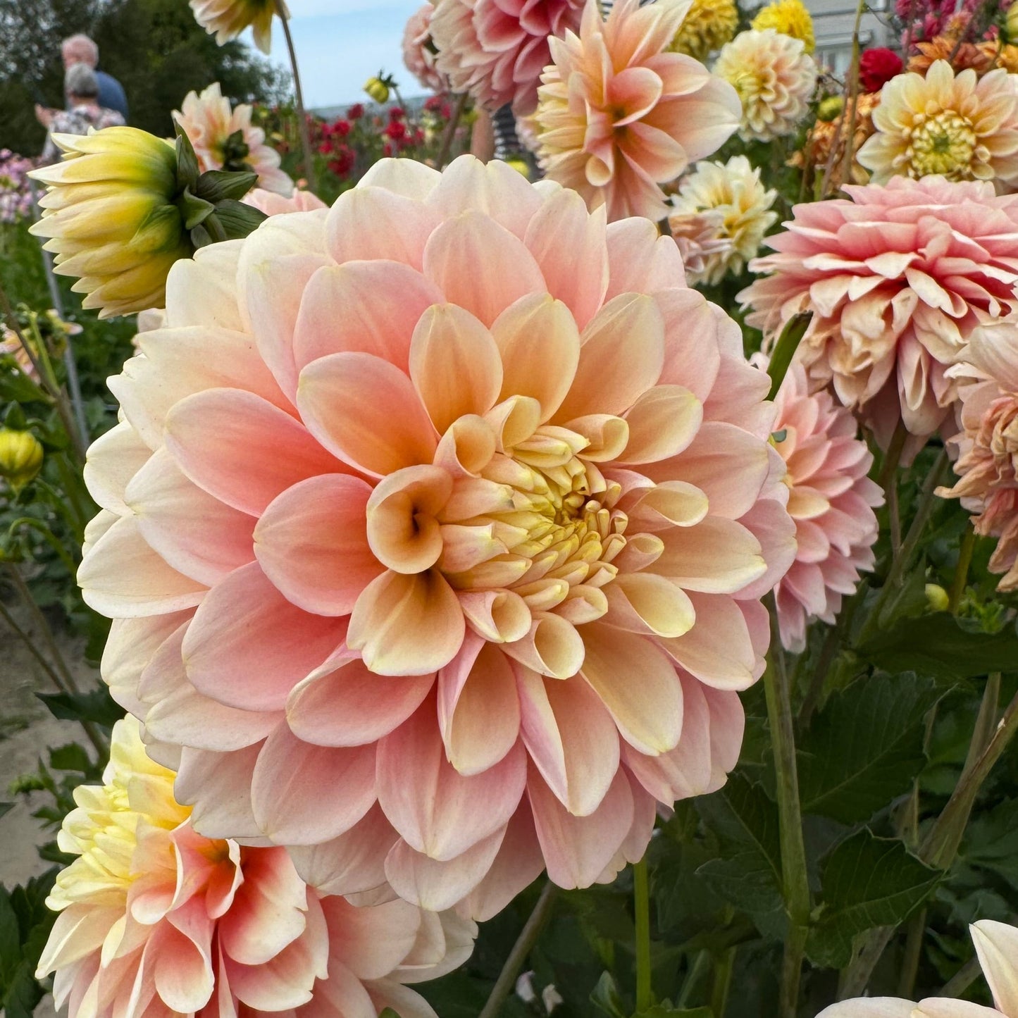 Dahlia Giovanna Nyhet!