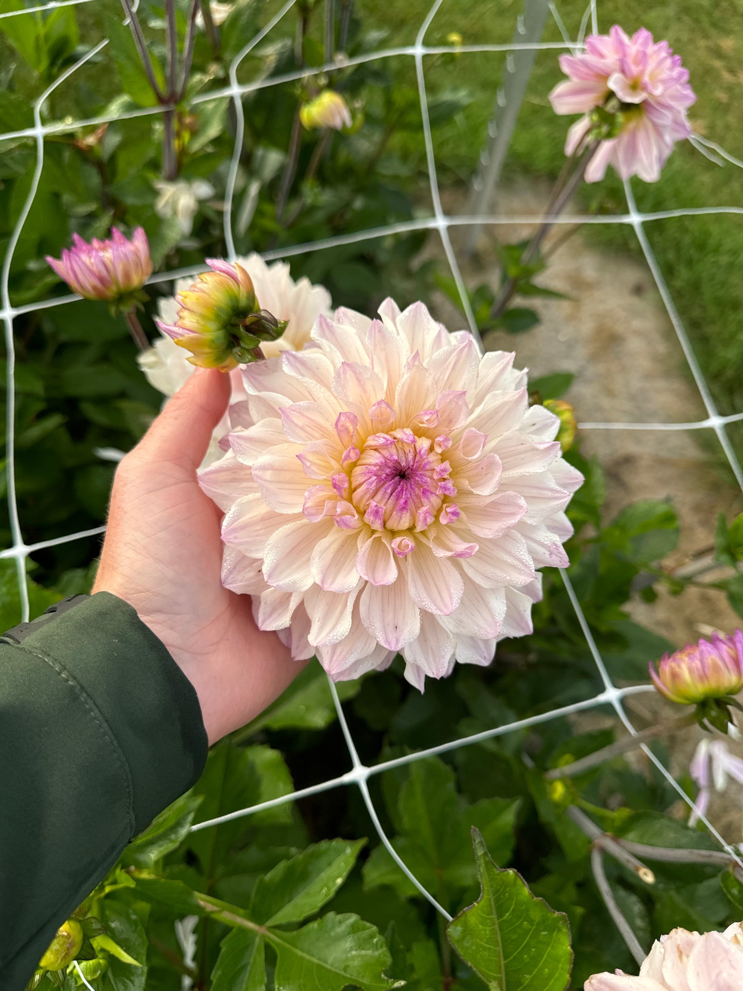 Dahlia Masterclass Åter 2026!