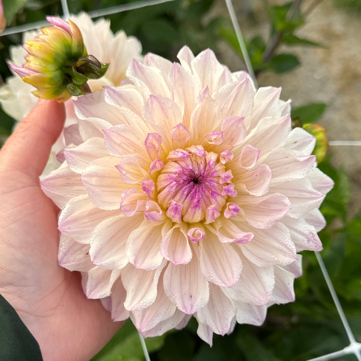 Dahlia Masterclass Utgår!