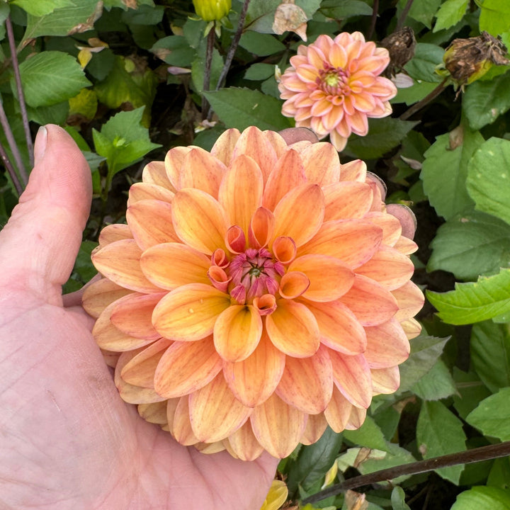Dahlia Peachy Pearl
