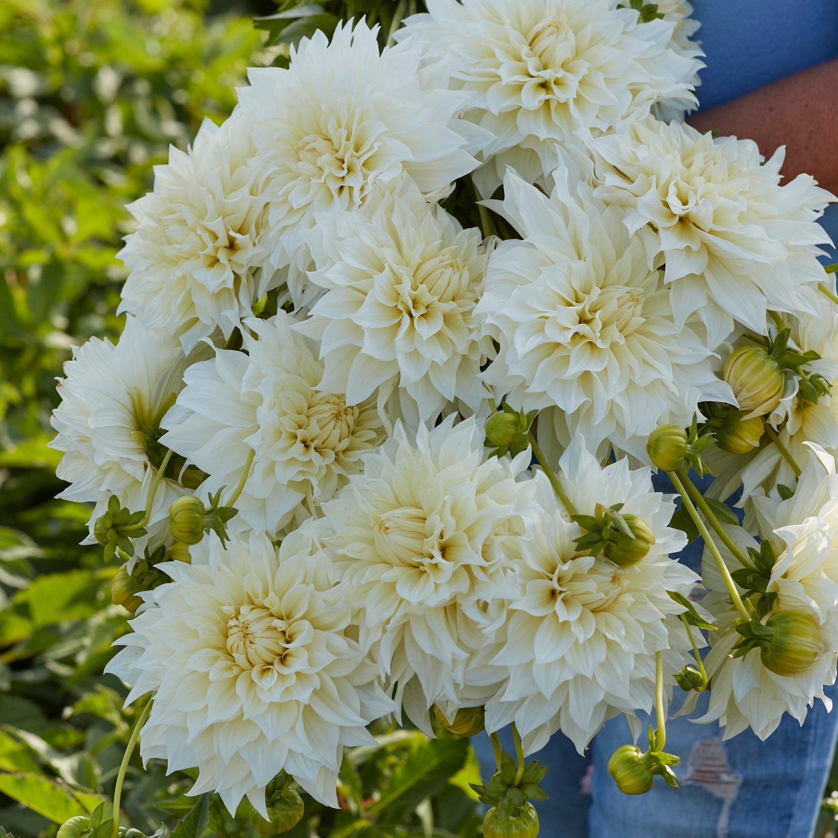 Dahlia Café au lait Suprime – Dahlias By Linn