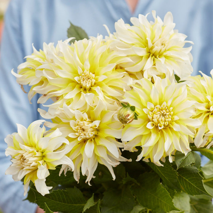 Dahlia Calgary Flames