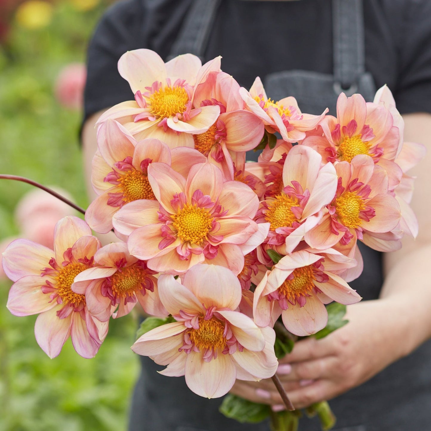 Dahlia Campus Nature Metier Nyhet! (Läs info ℹ️)