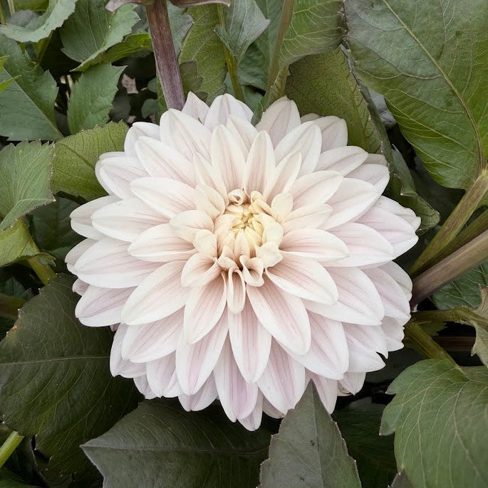 Dahlia Candlelight Ivory Flame Nyhet!