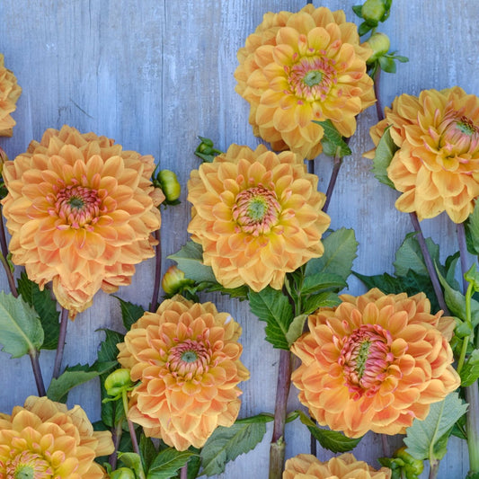 Dahlia Caramel Nyhet!