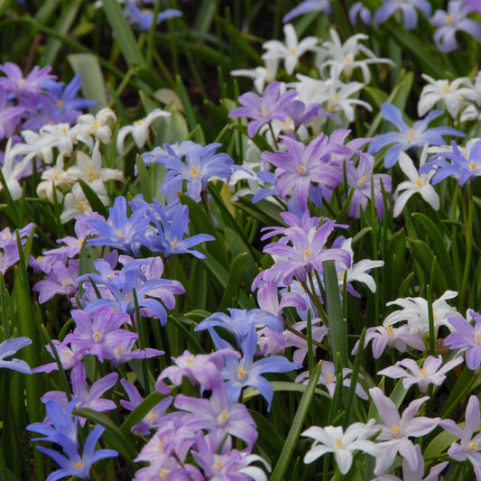 Scilla forbesii chionodoxa mix Vårstjärna 20 st