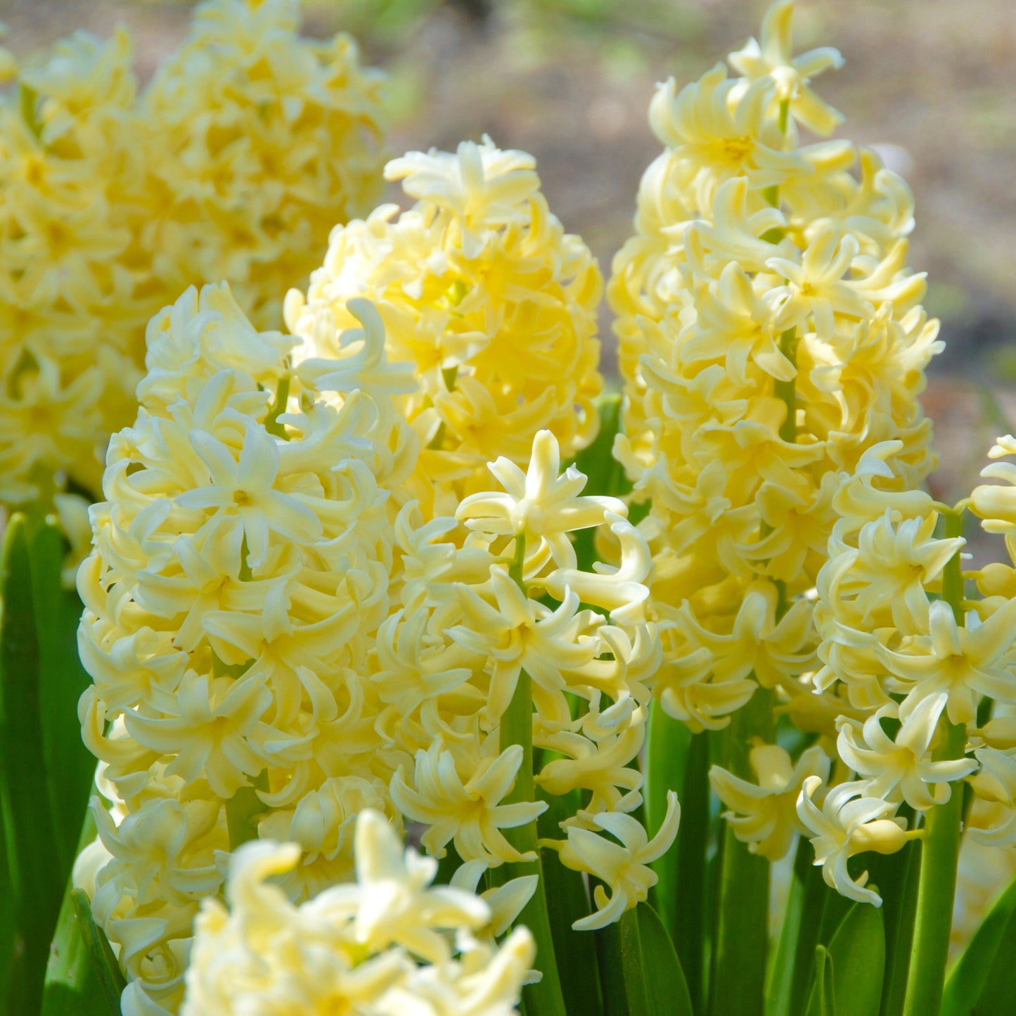 Hyacinthus City of Haarlem 3st