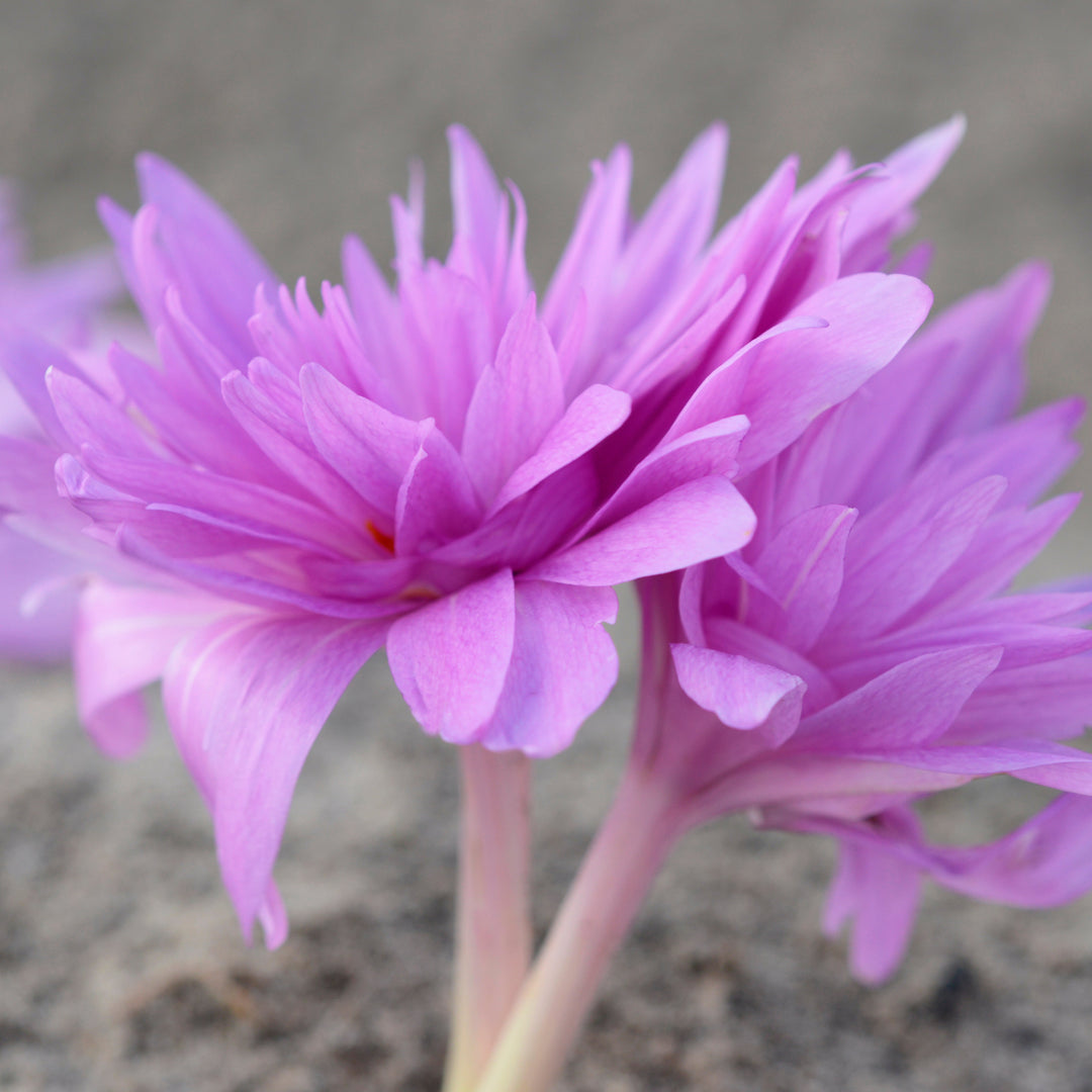 Tidlösa Colchinum Waterlily 18+ 1 st