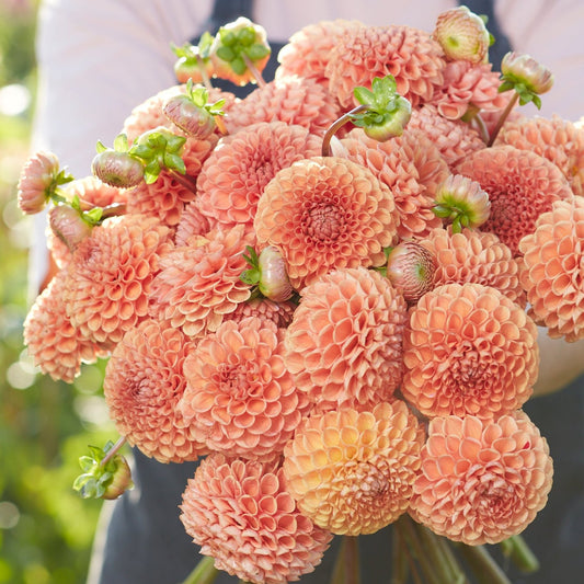 Dahlia Comet Nyhet!