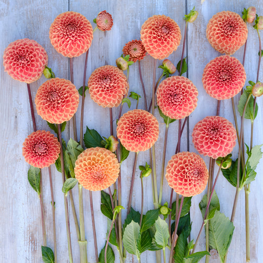 Dahlia Comet Nyhet!