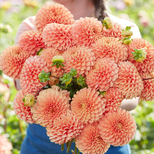 Dahlia Coral Charm Nyhet!