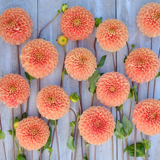 Dahlia Coral Charm Nyhet!