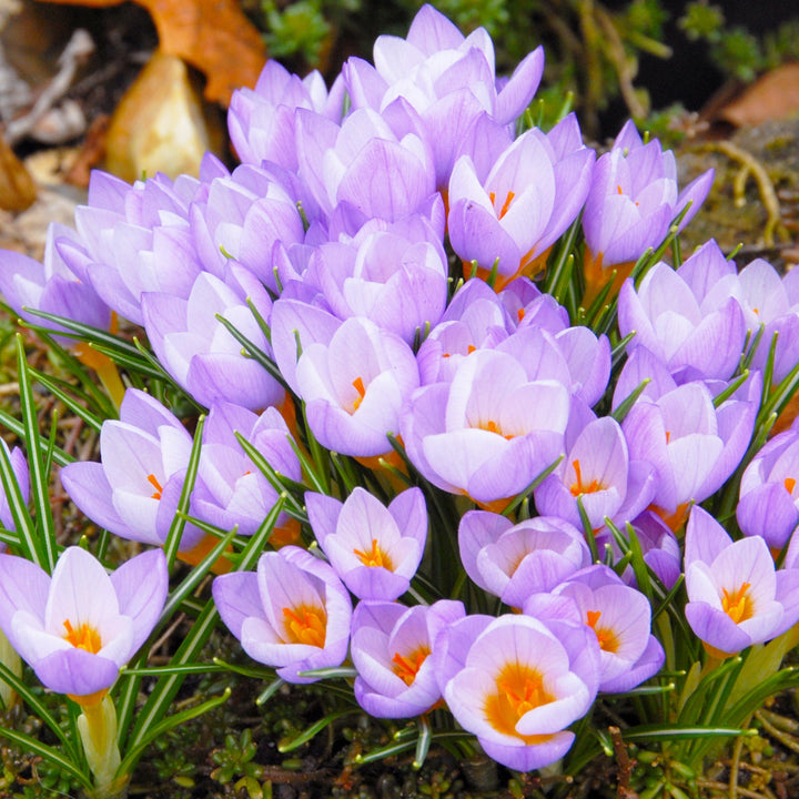 Botanisk Krokus Firefly