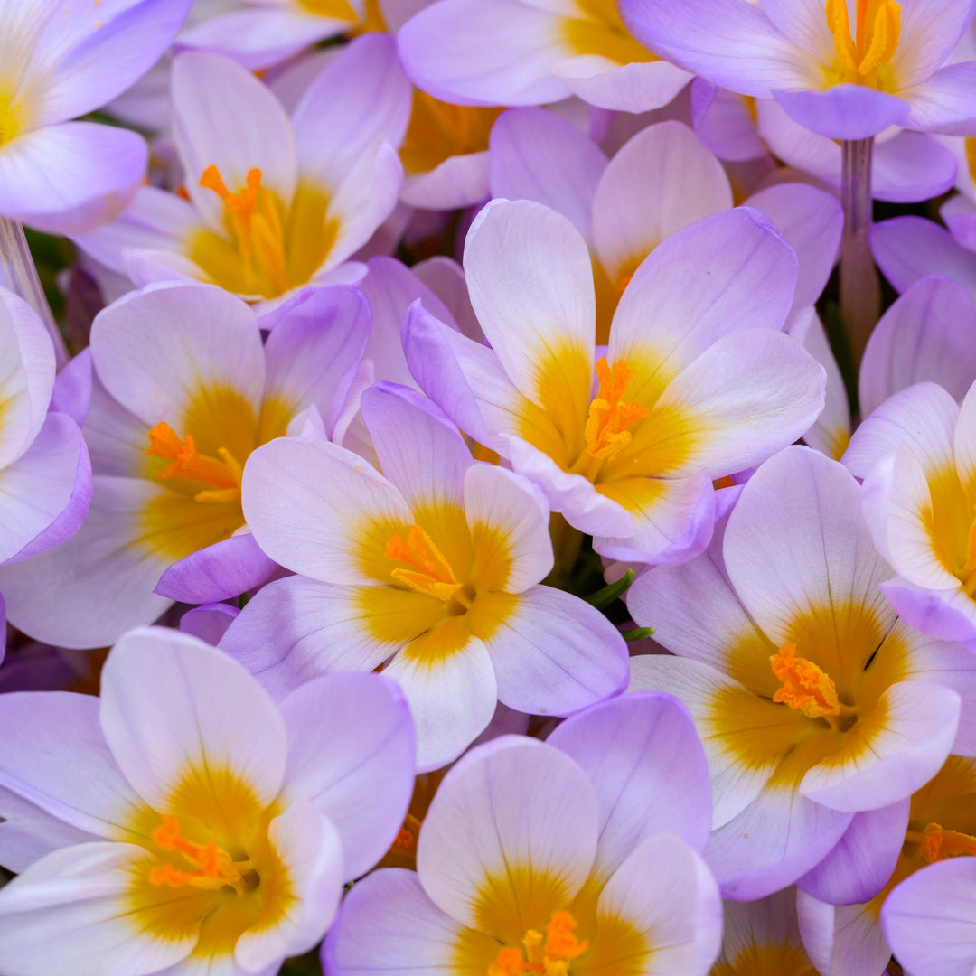 Botanisk krokus Firefly