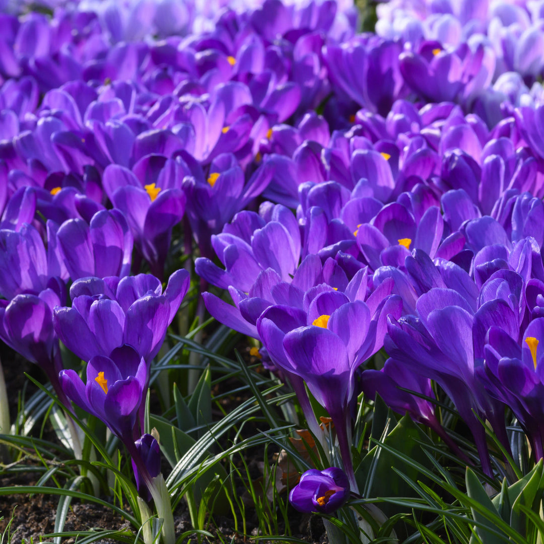 Storblommig krokus &