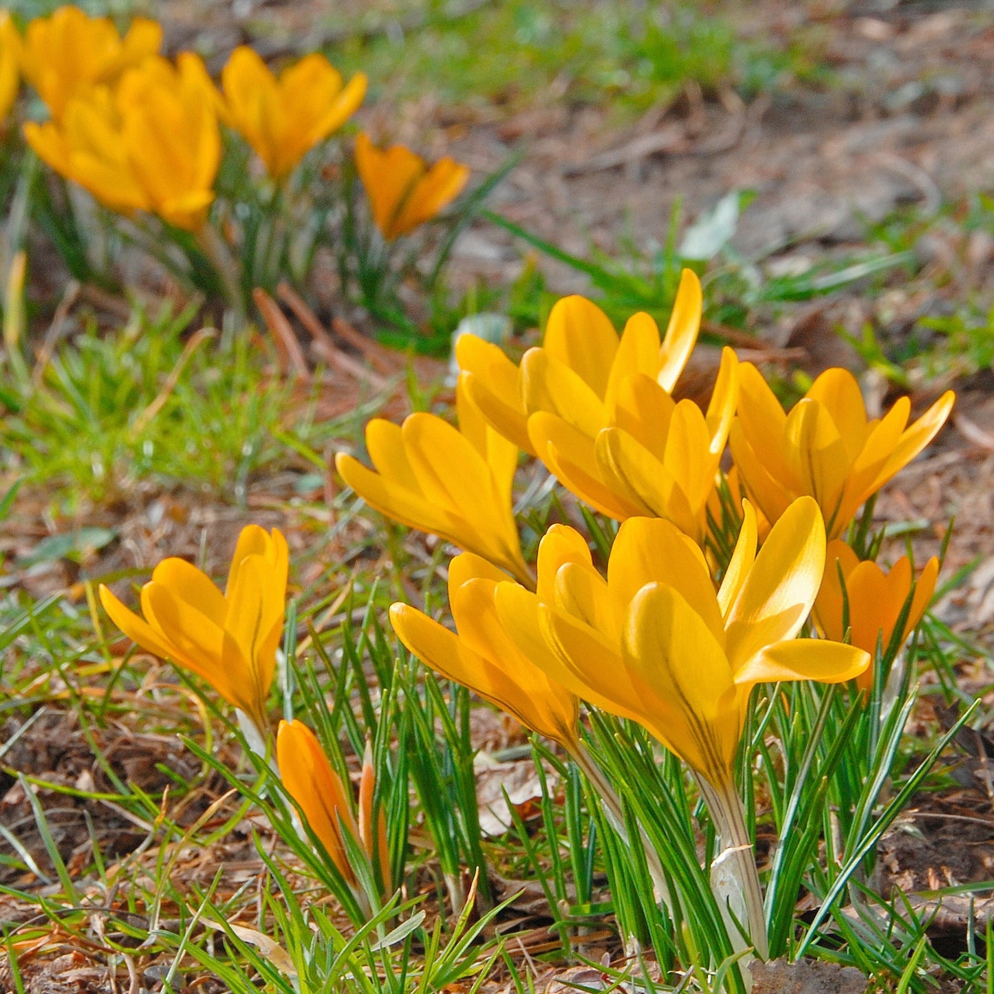 Crocus Golden Yellow 15st