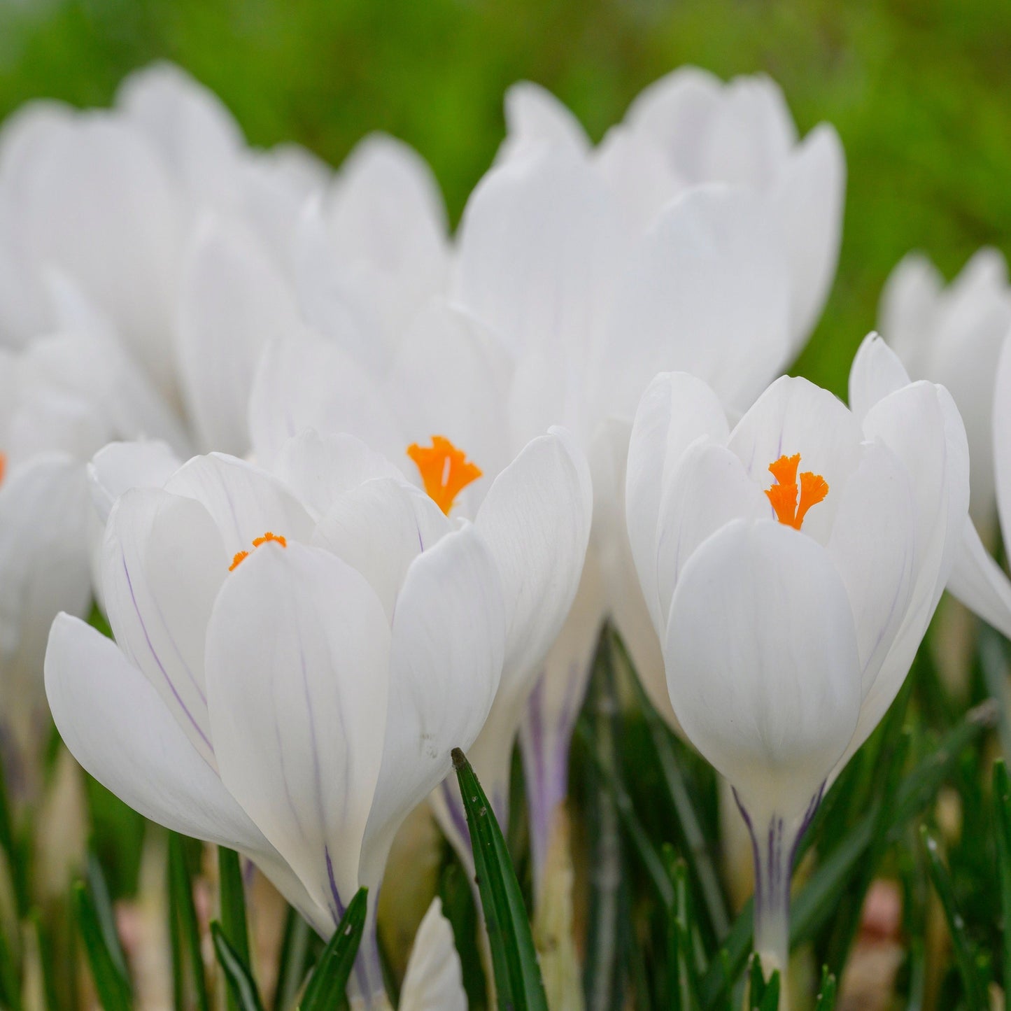 Crocus vernus Jeanne d´Arc 15st