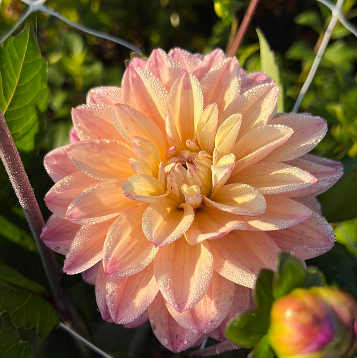 Dahlia Mondriaan
