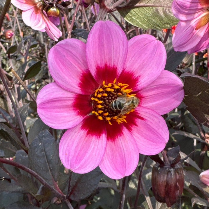 Dahlia HS Wink ®