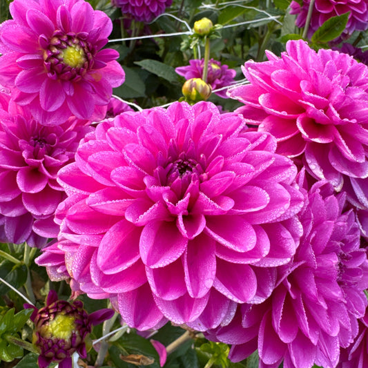 Dahlia Stratos Nyhet!