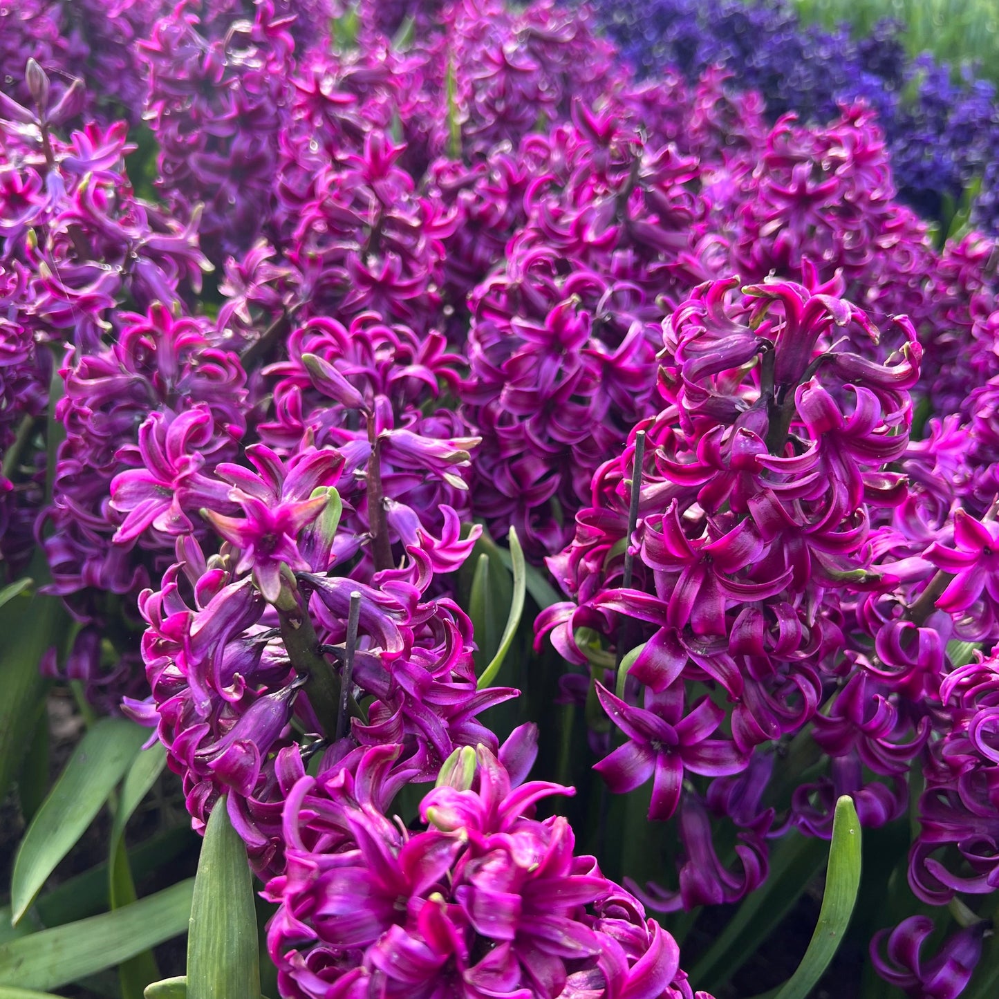 Hyacinthus Purple sensation 3st